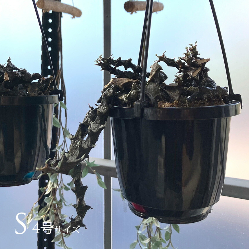 多肉植物 セロペキア ボッセリ S 4号サイズ 黒龍 ガガイモ 観葉植物 珍しい 骨 背骨 ドラゴン 龍 竜 変わった形 爬虫類 かっこいい 多肉 植物 人気 プラント ヘビ トカゲ ウロコ 鱗 【送料無料】｜Nester（ネスター）