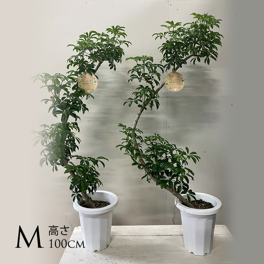 観葉植物 シェフレラ 205cm 楽天市場】観葉植物 シェフレラ・レナータ（曲げ） / 8寸・約W 55cm