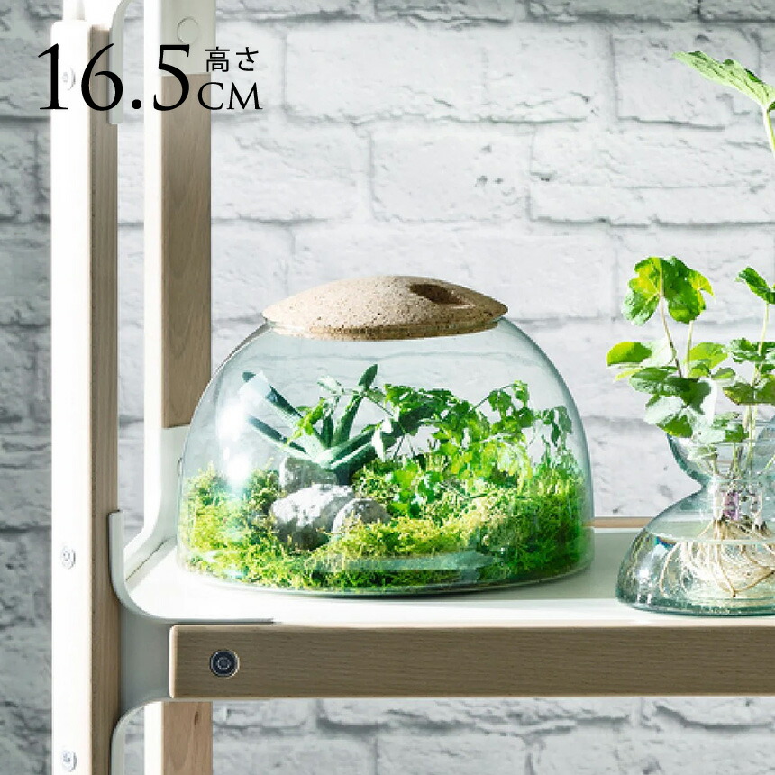 LSA International ガラスドーム Canopy キャノピー Closed Garden Clear H16.5cm クリア おしゃれ シンプル ハイドロカルチャー 北欧 ガラス 水耕栽培 【送料無料】