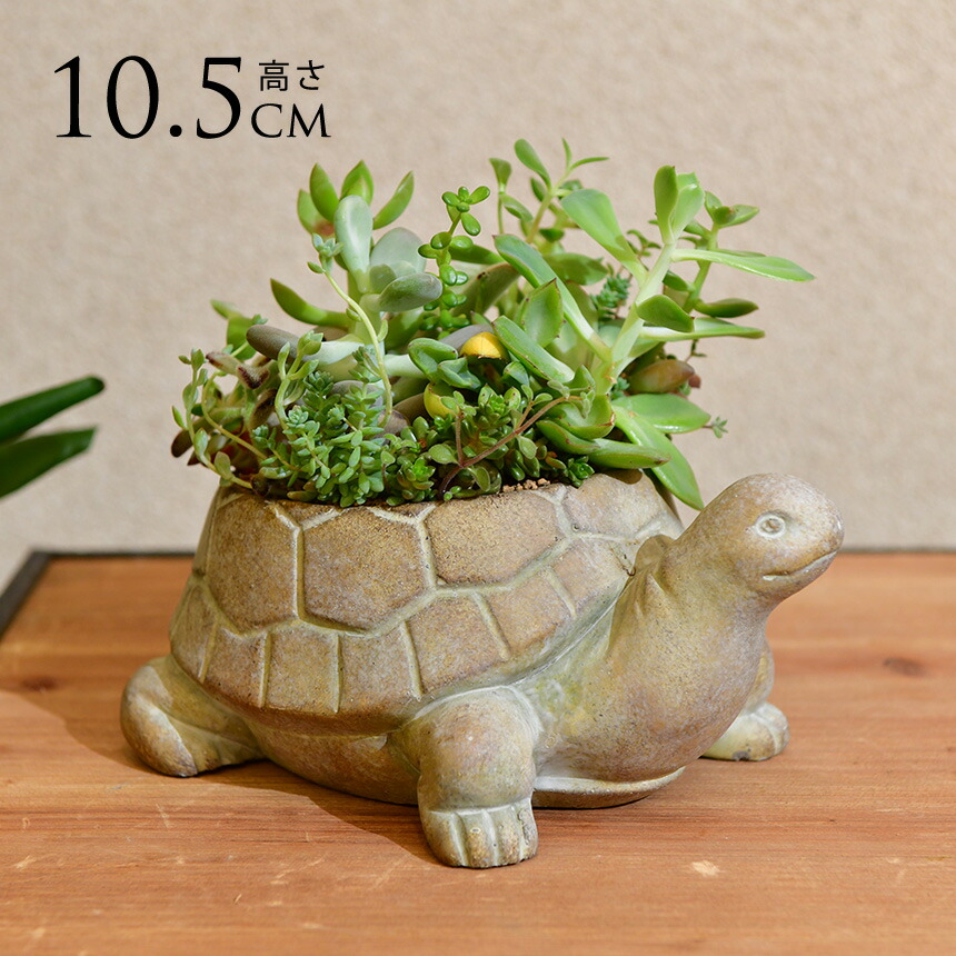 特大亀鉢 楽天市場】【新商品】CN26 ドニーズタートル S 植木鉢 亀 多肉植物