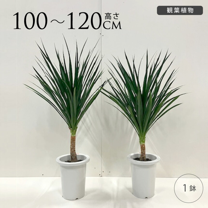 楽天市場】【送料無料】 観葉植物ドラセナ・マッサンゲアナ7号【幸福の