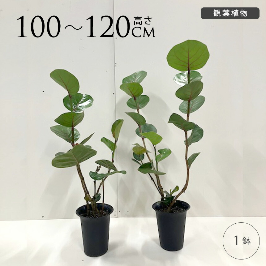 観葉植物 シーグレープ M 7号 ハマベブドウ おしゃれ 植物 室内 園芸 インテリア グリーン 玄関 リビング オフィス 事務所 ショップ 店舗 カフェ 【送料無料】