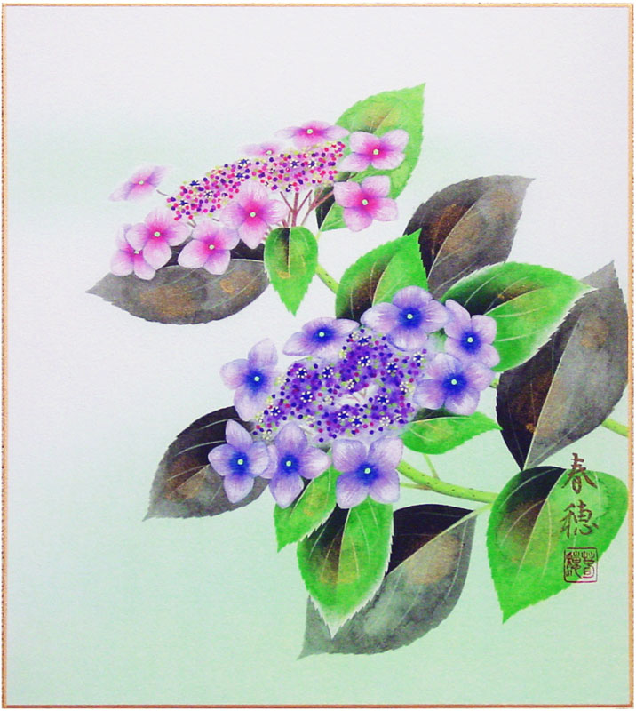 藤田春穂『紫陽花』色紙絵