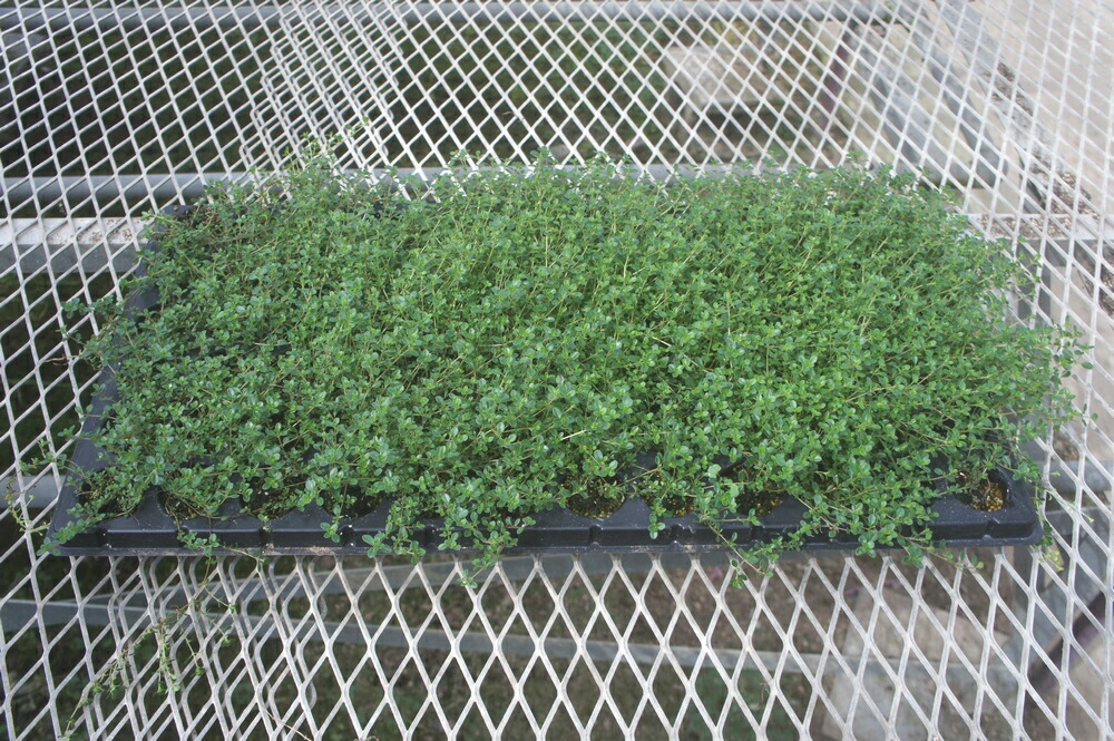 楽天市場】選べるガーデンファーン耐寒性シダ日陰の庭に緑を！1株