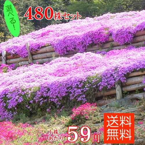 楽天市場 シバザクラ 芝桜 たっぷり480株セット苗 品種が選べる 送料無料 60株 8口選択 ガーデニングクラブことぶき 楽天市場 シバザクラ 芝桜 たっぷり480株セット苗 品種が選べる 送料無料 60株 8口選択 ガーデニングクラブことぶき