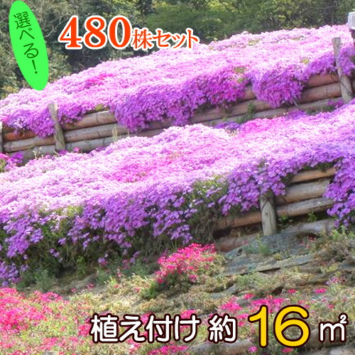 シバザクラ(芝桜) たっぷり480株セット苗【品種が選べる!】【送料無料】 (60株×8口選択)|ガーデニングクラブことぶき