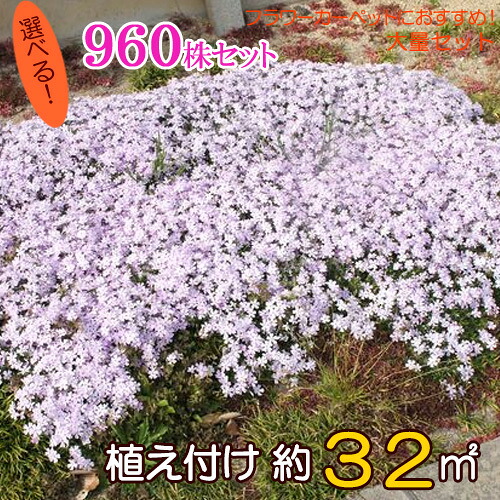 シバザクラ（芝桜）　たっぷり９６０株セット苗【品種が選べる！】 【送料無料】 （６０株×１６口選択）