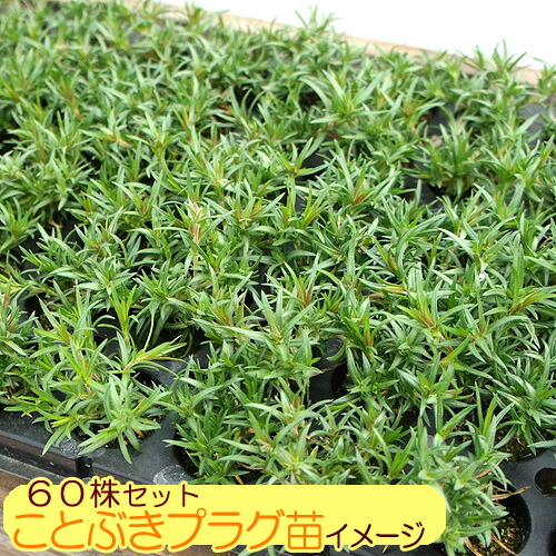 シバザクラ 芝桜 たっぷり 株セット苗 品種が選べる 送料無料 株 口選択 Pnima Magazine Co Il シバザクラ 芝桜 たっぷり 株セット苗 品種が選べる 送料無料 株 口選択 Pnima Magazine Co Il