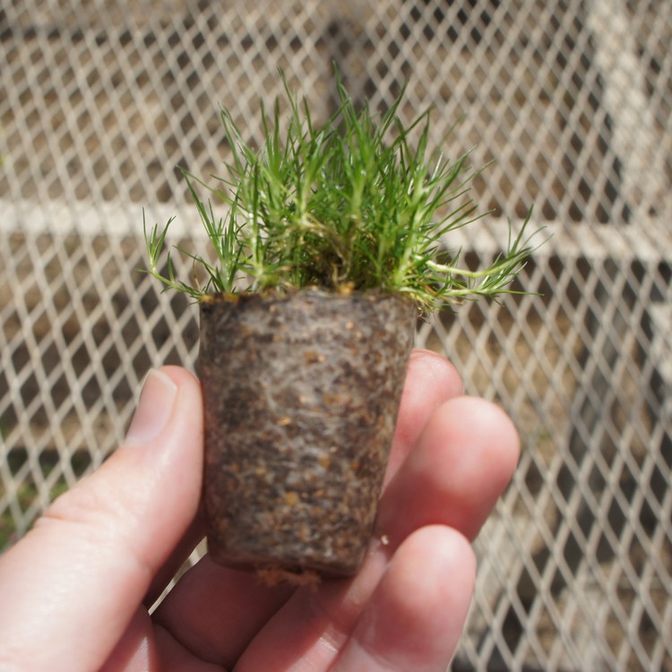 楽天市場 サギナ グリーン アイリッシュモス たっぷり60株セット １株あたり円 緑のじゅうたんを作りましょう ガーデニングクラブことぶき