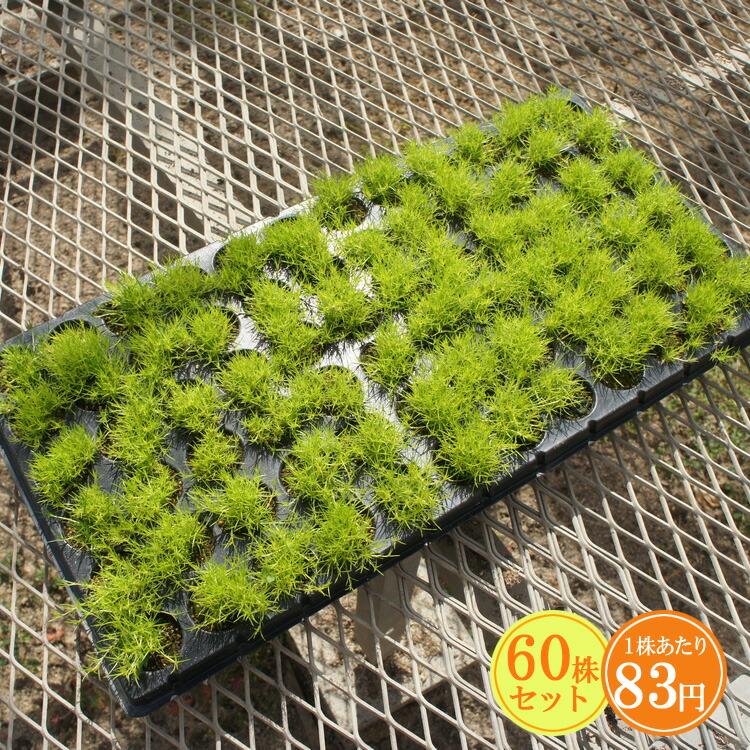 楽天市場 サギナ イエロー アイリッシュモス たっぷり60株セット １株あたり円 緑のじゅうたんを作りましょう ガーデニングクラブことぶき