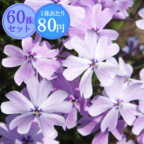 シバザクラ（芝桜）【藤姫】　たっぷり60株セット　１株あたり78円【花のじゅうたんを作りましょう♪】