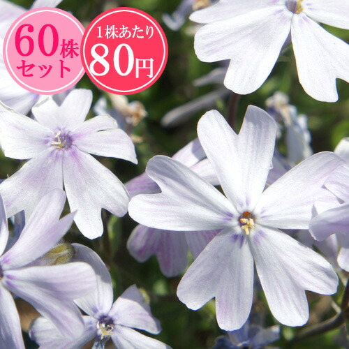 シバザクラ（芝桜）【るり桜】　たっぷり60株セット　１株あたり83円【花のじゅうたんを作りましょう♪】
