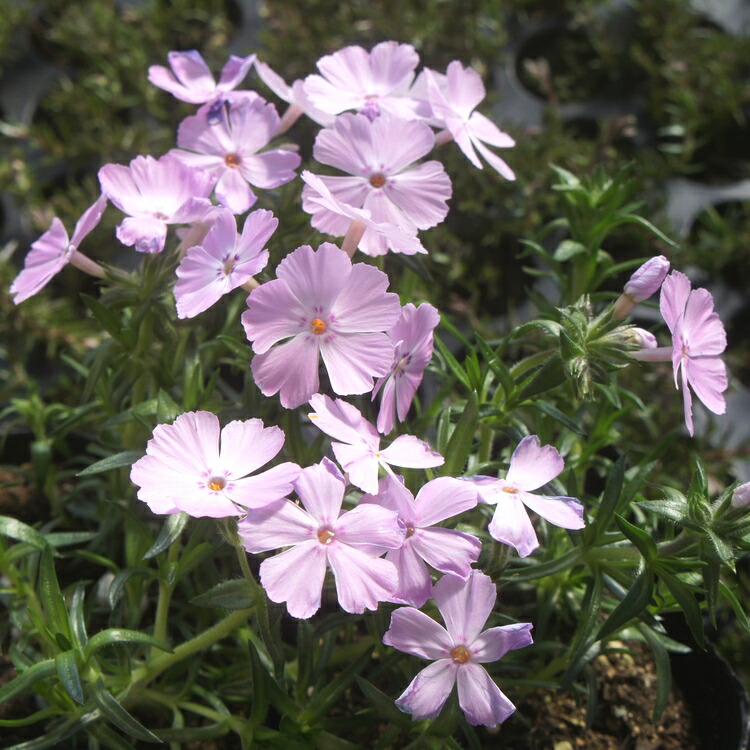 シバザクラ（芝桜）巨大輪【フロックストロット】　たっぷり60株セット　１株あたり96円【花のじゅうたんを作りましょう♪】