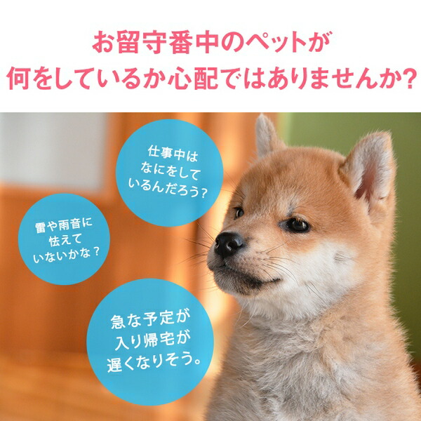 楽天市場 トリートディスペンサーカメラ ドッグカメラ ペットカメラ ペット 会話 録音 簡単 スマホ Iphone アプリ 写真 動画 留守番 双方向会話 スマホ Iphone Android 対応 アカウント共有 Geex Collection