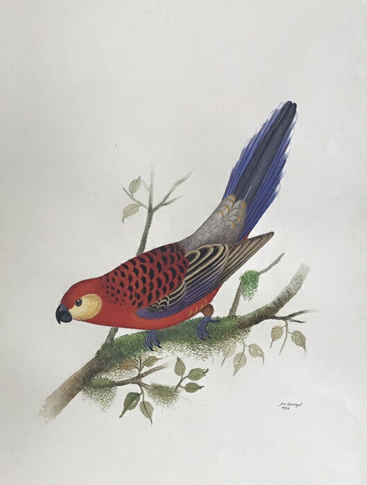 コンゴーインコ 絵画 asiantique_240446_7.jpg