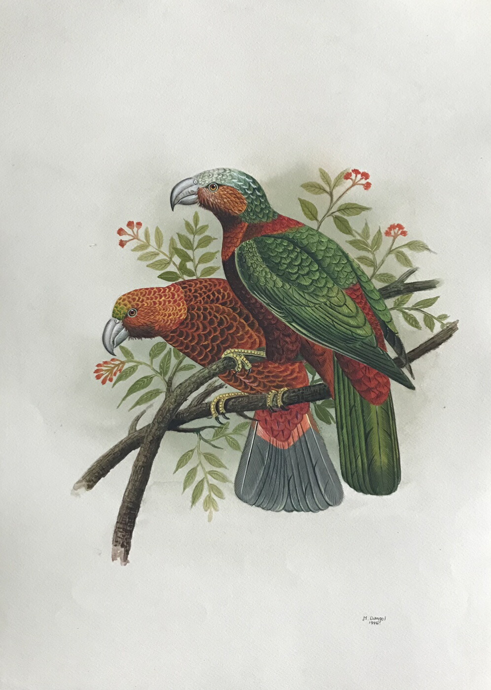 楽天市場】コンゴーウインゴ 鳥の絵 手描き 絶滅種 ポスター 額入り