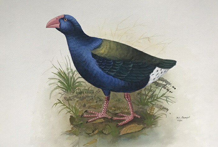 タカへ 鳥の絵 手描き 絶滅危惧種 ポスター 額入り 世界の鳥 インテリア 壁掛け 送料無料｜芸趣山房　店 46,800円