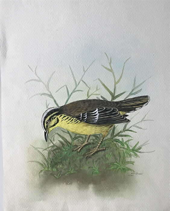 キャユナキアリドリ 鳥の絵 手描き 絶滅種 ポスター 額入り 世界の鳥 インテリア 壁掛け 送料無料|芸趣山房 店