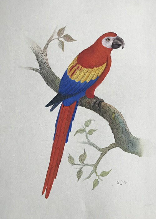 楽天市場】コンゴーウインゴ 鳥の絵 手描き 絶滅種 ポスター 額入り