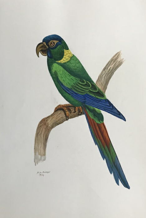 楽天市場】コンゴーウインゴ 鳥の絵 手描き 絶滅種 ポスター 額入り