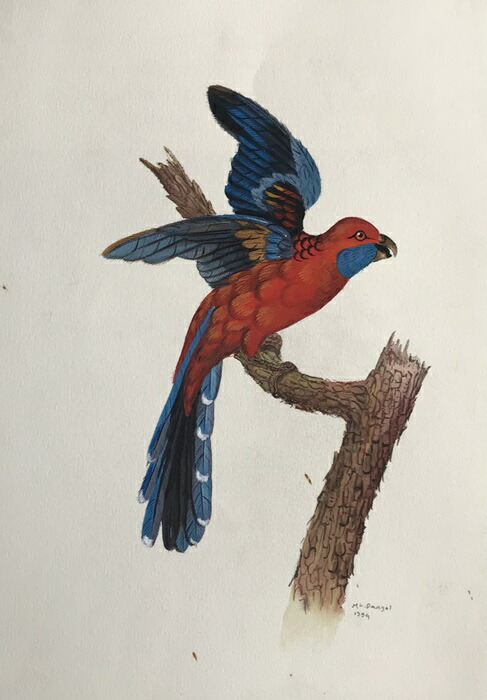 楽天市場】コンゴーウインゴ 鳥の絵 手描き 絶滅種 ポスター 額入り