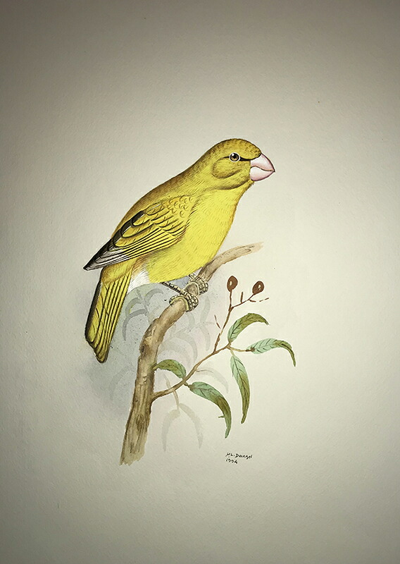 ハワイマシコの絵 手描き　 ポスター 額入り 世界の鳥 　絶滅種　インテリア 壁掛け 送料無料｜芸趣山房　店