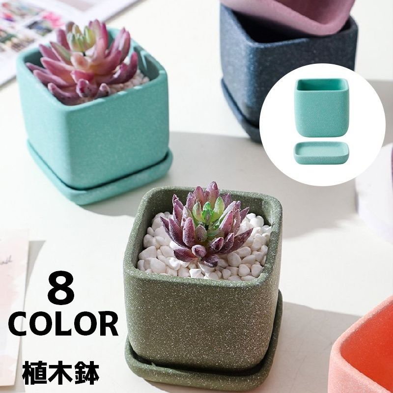 多肉植物 赤と緑 中型 四角鉢*3 多肉植物 赤と緑 中型 四角鉢*3 観葉植物:多肉植物 | 商品