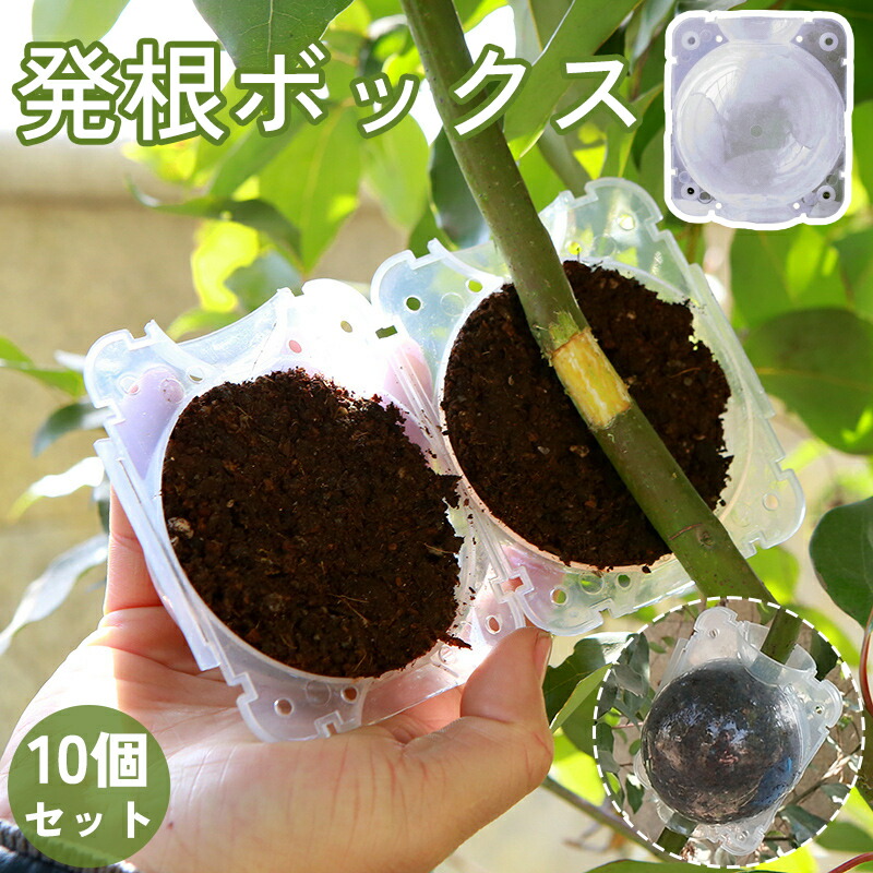 発根管理セット　塊根植物 楽天市場】送料無料 発根ボックス 10個セット 取り木ボール 植物 繁殖
