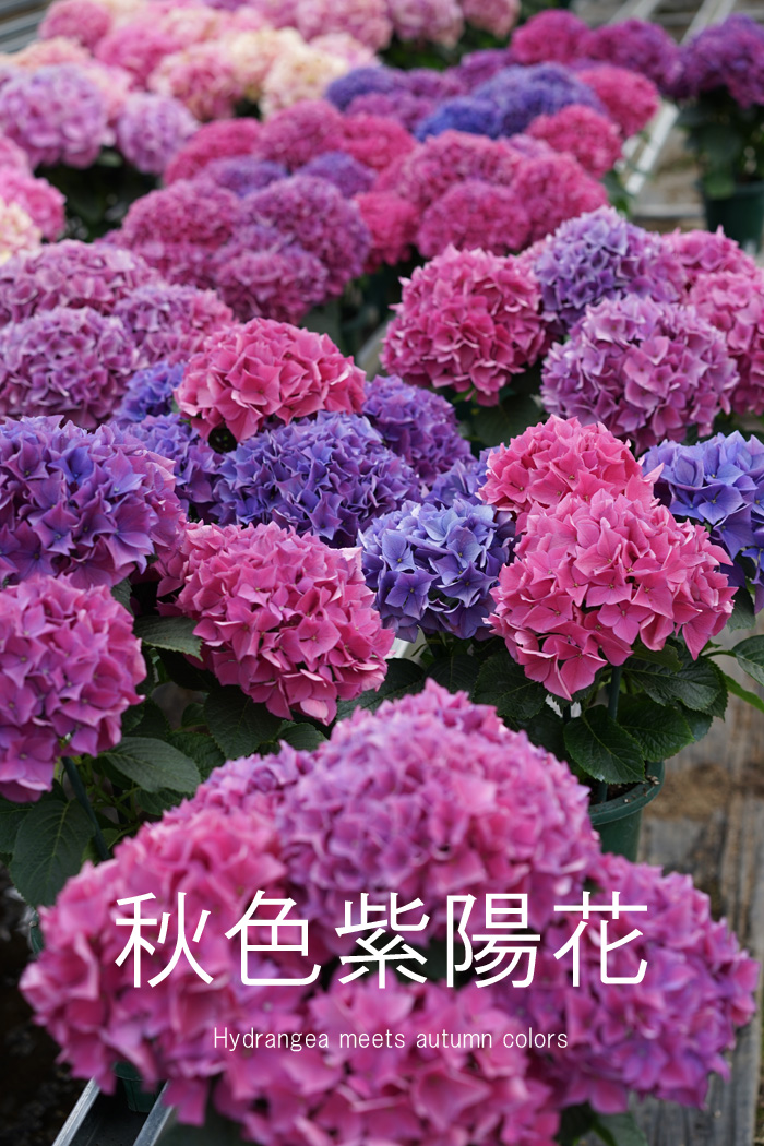 秋色紫陽花（秋色あじさい） 5号（15センチ鉢）全8色【季節限定】【メッセージカード不可】