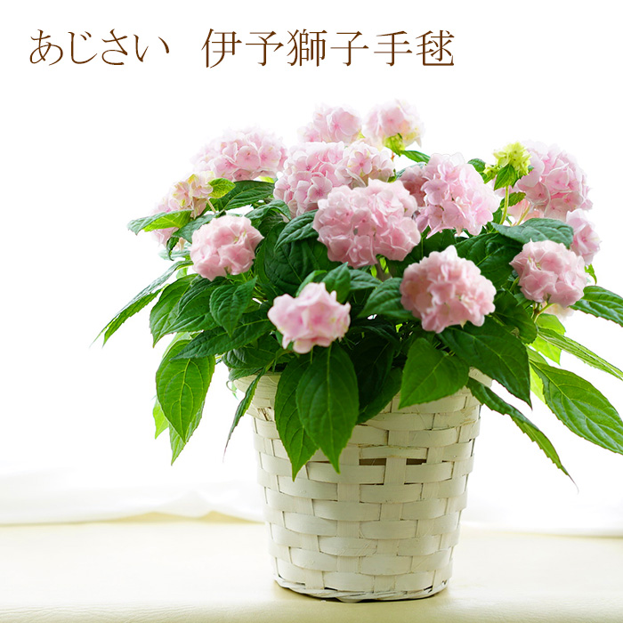 楽天市場 母の日 ギフト アジサイ プレゼント お花 鉢植え あじさい 伊予獅子手毬 いよししてまり 5号 紫陽花 珍しい ゲキハナ 感激安心のお花屋さん