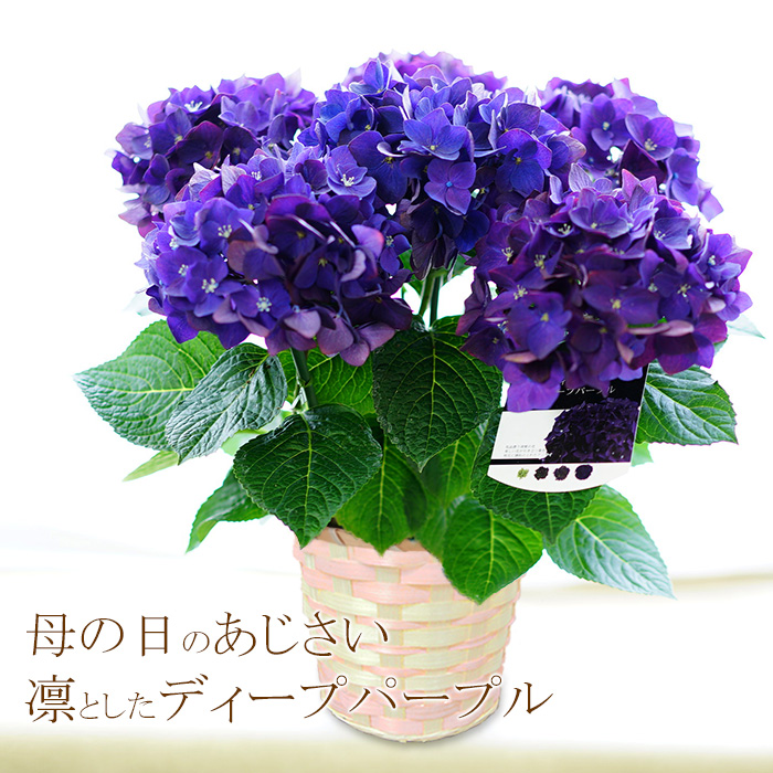 楽天市場 送料無料 21母の日ギフト 紫陽花 プレゼント 花 鉢植え アジサイ あじさい 凛としたディープパープル 5号鉢 ゲキハナ 感激安心のお花屋さん