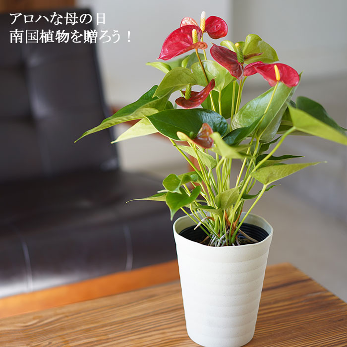 楽天市場 送料無料 21母の日ギフト プレゼント 早割り 花 鉢植え 珍しい アンスリウム レッド 鉢花 ゲキハナ 感激安心のお花屋さん