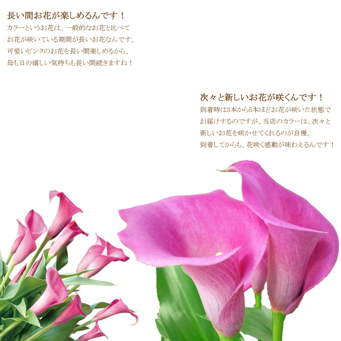 楽天市場 送料無料 21母の日ギフト プレゼント 花 鉢植え 華やかピンクのカラー 珍しい ゲキハナ 感激安心のお花屋さん