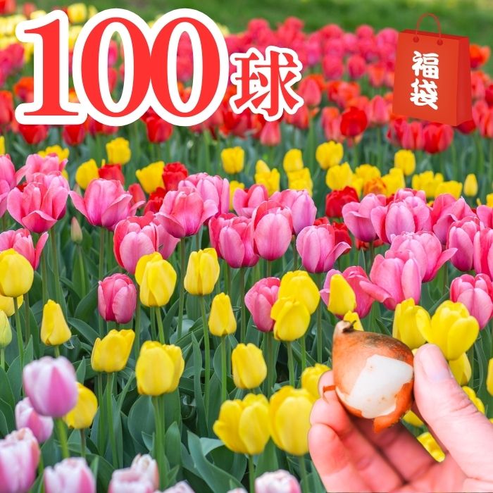 楽天市場】チューリップ三昧50球！おまかせチューリップ5種以上まぜ
