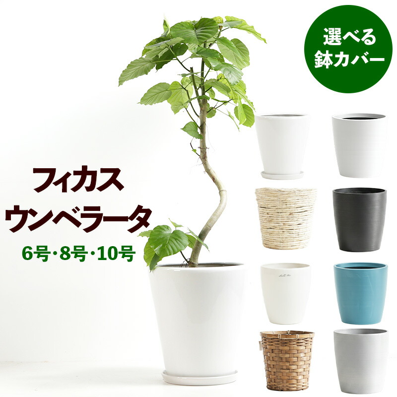 フィカス　ウンベラータ　曲がり仕立て 陶器鉢　植え込み発送 楽天市場】フィカス・ウンベラータ 曲がり仕立て 6号 8号 10号 選べる