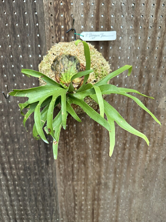 ビカクシダ P.coronarium \u0027Dragon tree\u0027 3 現品売りわたす 出どころ直送 groote plantage 蚊食い鳥幽客 プラティケリウム 吊り下げ 飾りつけ 観葉草木 自然的室内装飾 飾りつけ緑であること 今めかしい 室内装飾