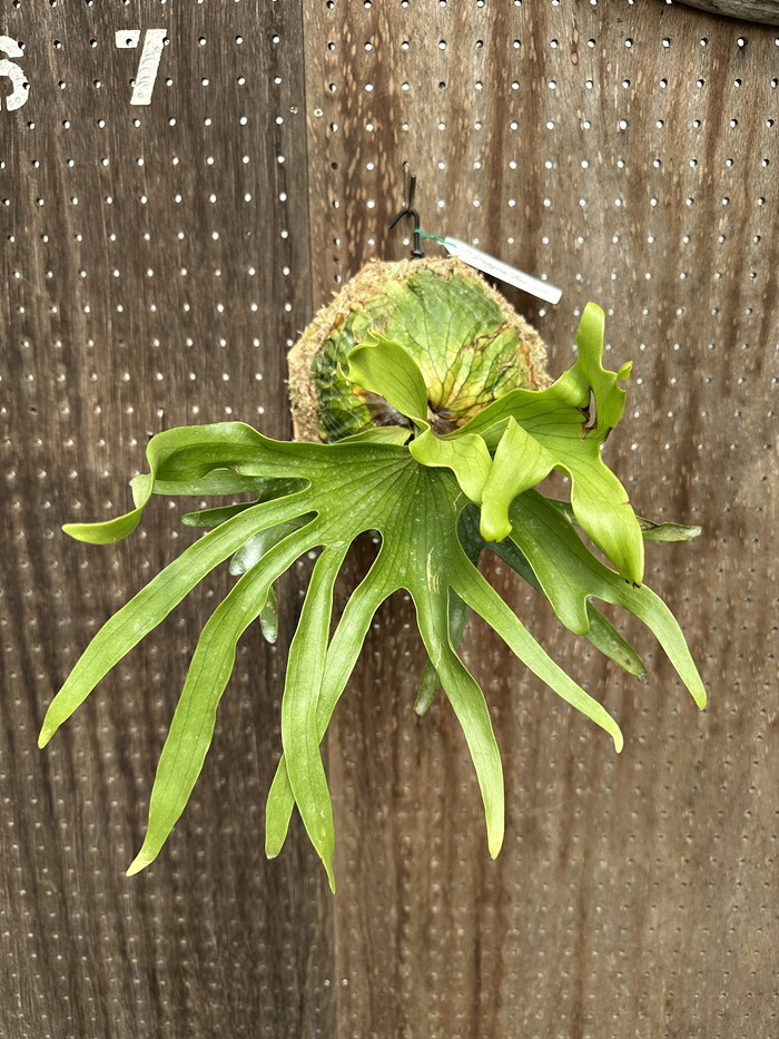 ビカクシダ P.coronarium \u0027Dragon tree\u0027 1 現品売りわたす 出どころ直送 groote plantage 蚊食い鳥幽客 プラティケリウム 吊り下げ 飾りつけ 観葉草木 自然的室内装飾 飾りつけ緑であること 今めかしい 室内装飾