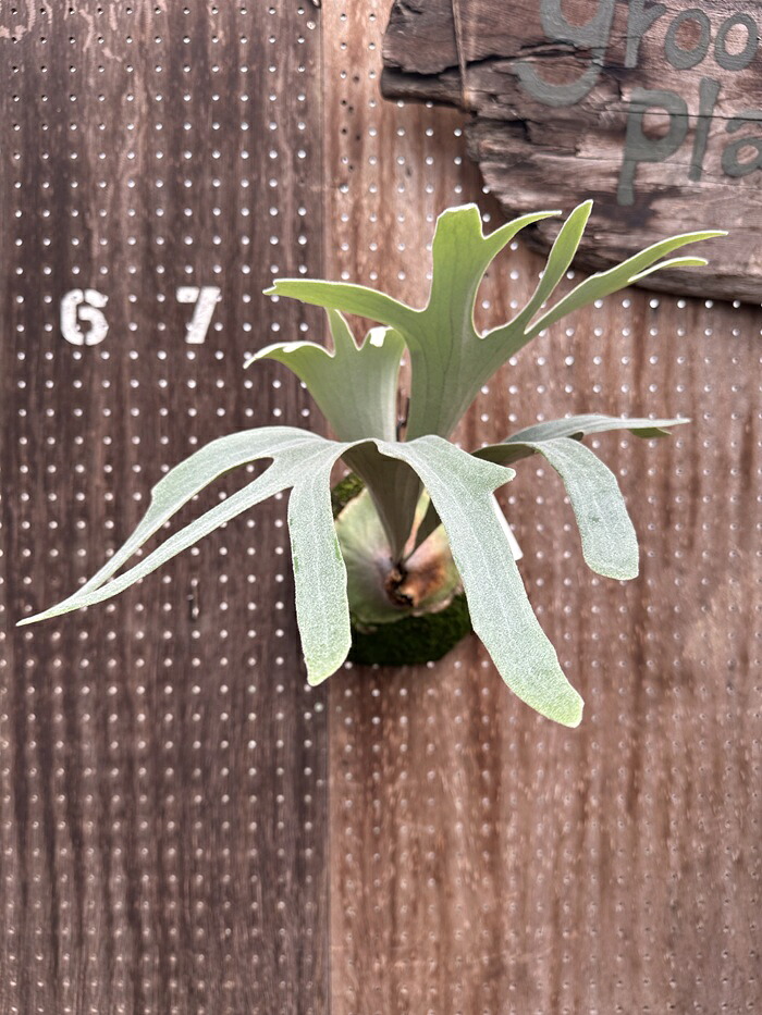 ビカクシダ P. \u0027Chimney smoke\u0027 (2) 現品売りわたす 出どころ直送 groote plantage 蚊食い鳥幽客 プラティケリウム 吊り下げ 飾りつけ 観葉草木 自然的室内装飾 飾りつけ緑であること 今めかしい 室内装飾