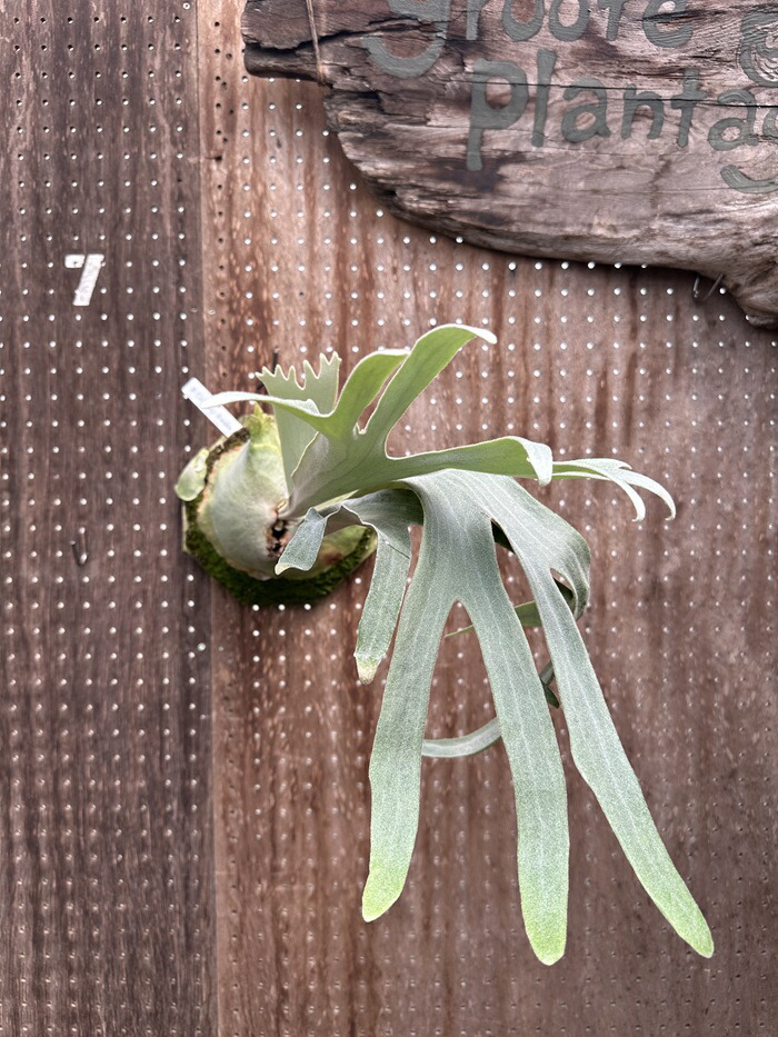 ビカクシダ P. \u0027Chimney smoke\u0027 (1) 現品売りわたす 出どころ直送 groote plantage 蚊食い鳥幽客 プラティケリウム 吊り下げ 飾りつけ 観葉草木 自然的室内装飾 飾りつけ緑であること 今めかしい 室内装飾
