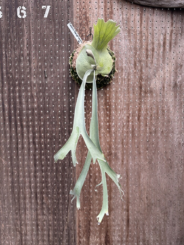 ビカクシダ P.willnckii 'Flamingo'sporeling (2) 現品販売 産地直送 groote plantage コウモリラン プラティケリウム 吊り下げ 壁掛け 観葉植物 ナチュラルインテリア 壁掛けグリーン おしゃれ インテリア