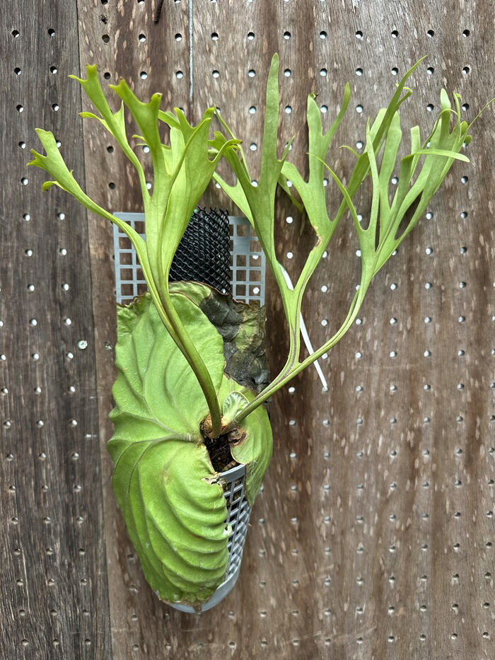 ビカクシダ P.ridleyi \u0027Pakarang\u0027 sporeling (3) 現品売りわたす 出どころ直送 groote plantage 蚊食い鳥幽客 プラティケリウム 吊り下げ 飾りつけ 観葉草木 自然的室内装飾 飾りつけ緑であること 今めかしい 室内装飾