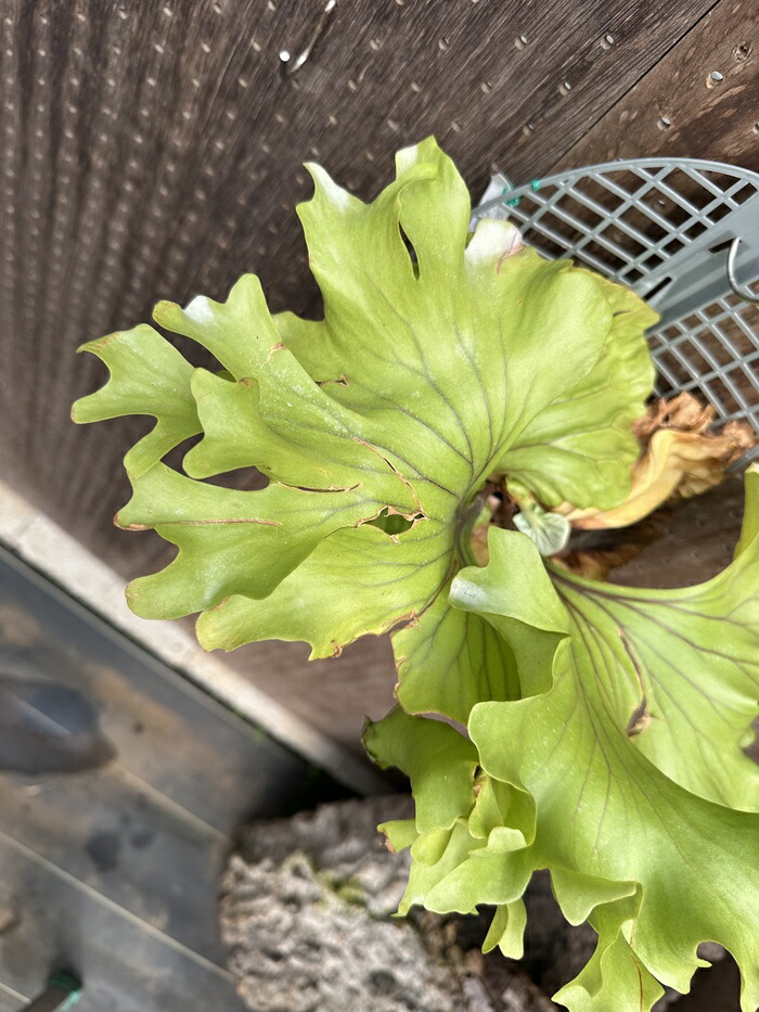 ビカクシダ P.ridleyi super wide form 現品売りわたす 出どころ直送 groote plantage 蚊食い鳥幽客 プラティケリウム 吊り下げ 飾りつけ 観葉草木 自然的室内装飾 飾りつけ緑であること 今めかしい 室内装飾