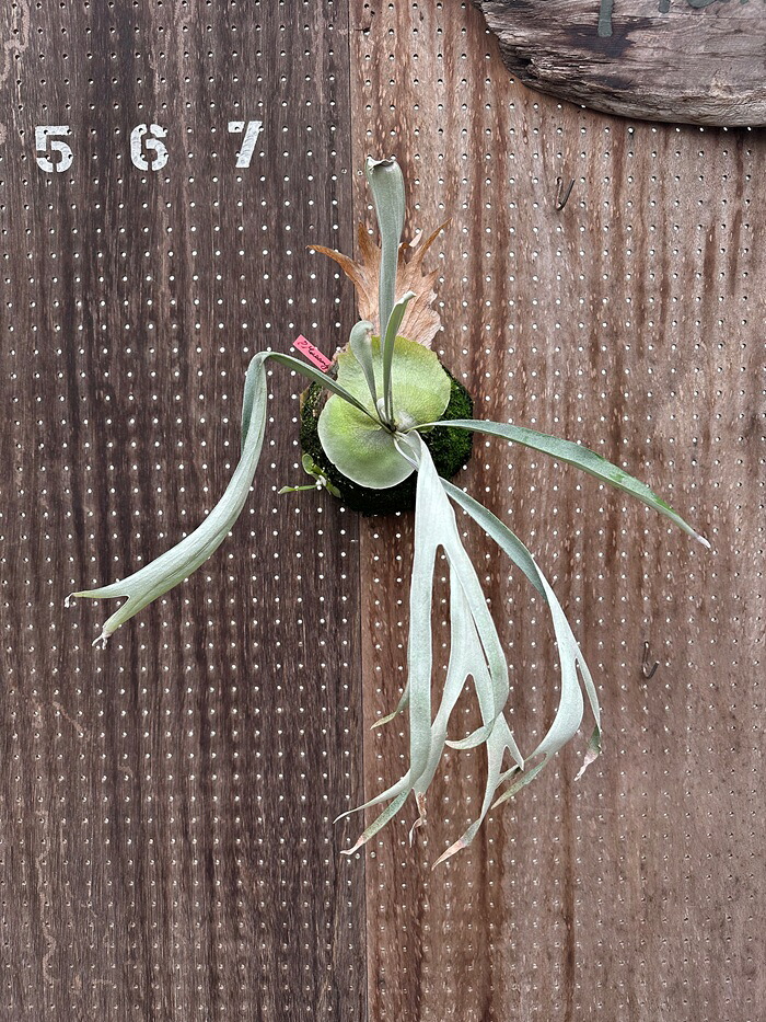 ビカクシダ P.'Musang King'(2) (Mt. Lewis &times; veitchii wild) 現品販売 産地直送 groote plantage コウモリラン プラティケリウム 吊り下げ 壁掛け 観葉植物 ナチュラルインテリア 壁掛けグリーン おしゃれ インテリア｜ゲキハナ　感激安心のお花屋さん