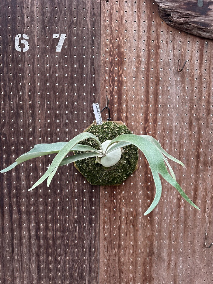 ビカクシダ P.willnckii ×P.veitchii high shield Mr.Moy (2) 現品販売 産地直送 groote plantage コウモリラン プラティケリウム 吊り下げ 壁掛け 観葉植物 ナチュラルインテリア 壁掛けグリーン おしゃれ インテリア