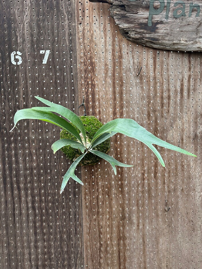 ビカクシダ P.Ubon#2(P.Mt.Lewis×P.bifurcatum) (2) 現品売りわたす 出どころ直送 groote plantage 蚊食い鳥幽客 プラティケリウム 吊り下げ 飾りつけ 観葉草木 自然的室内装飾 飾りつけ緑であること 今めかしい 室内装飾