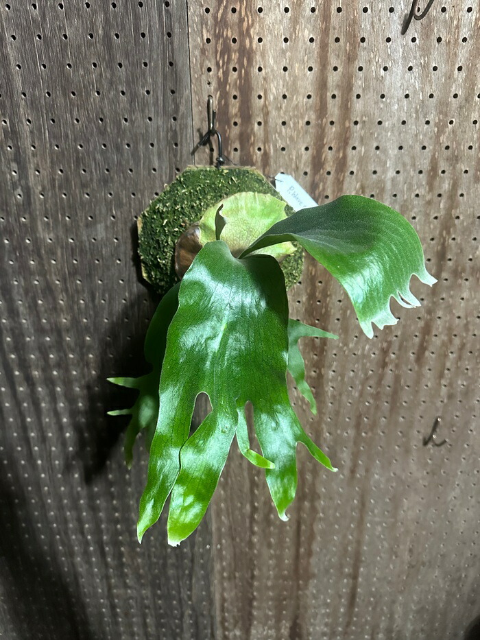 ビカクシダ P.Wave maker(1) 現品売りわたす 出どころ直送 groote plantage 蚊食い鳥幽客 プラティケリウム 吊り下げ 飾りつけ 観葉草木 自然的室内装飾 飾りつけ緑であること 今めかしい 室内装飾