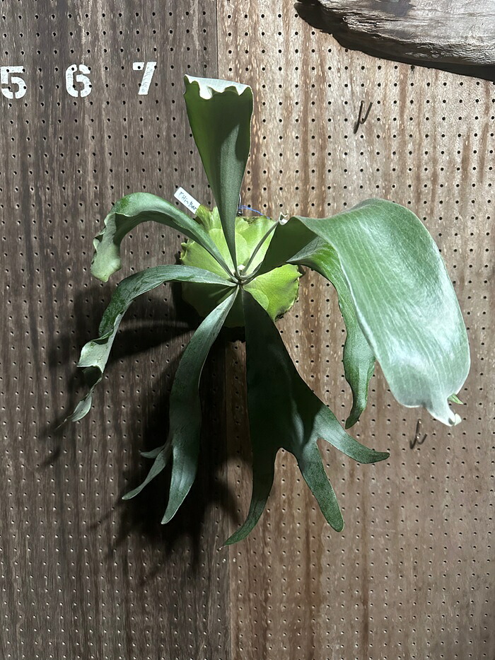 ビカクシダ P.Hi~Barbie 現品売りわたす 出どころ直送 groote plantage 蚊食い鳥幽客 プラティケリウム 吊り下げ 飾りつけ 観葉草木 自然的室内装飾 飾りつけ緑であること 今めかしい 室内装飾