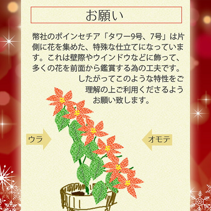 楽天市場 4 28から5 16着不可 お歳暮やギフトにも 本物のポインセチアで仕立てたクリスマスツリー 背丈70センチ 7号鉢植え ハートンレッド 赤いポインセチア 大鉢 プリンセチア 育て方 管理マニュアル クリスマスカード付 ラッピングなし ゲキハナ 感激安心の