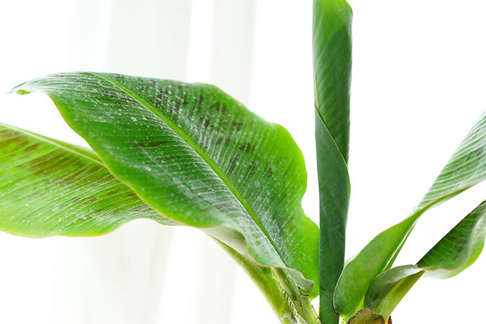 楽天市場】耐寒 性 バナナ 苗の通販 木熟可、210㎝巨大苗◇黄金バナナ