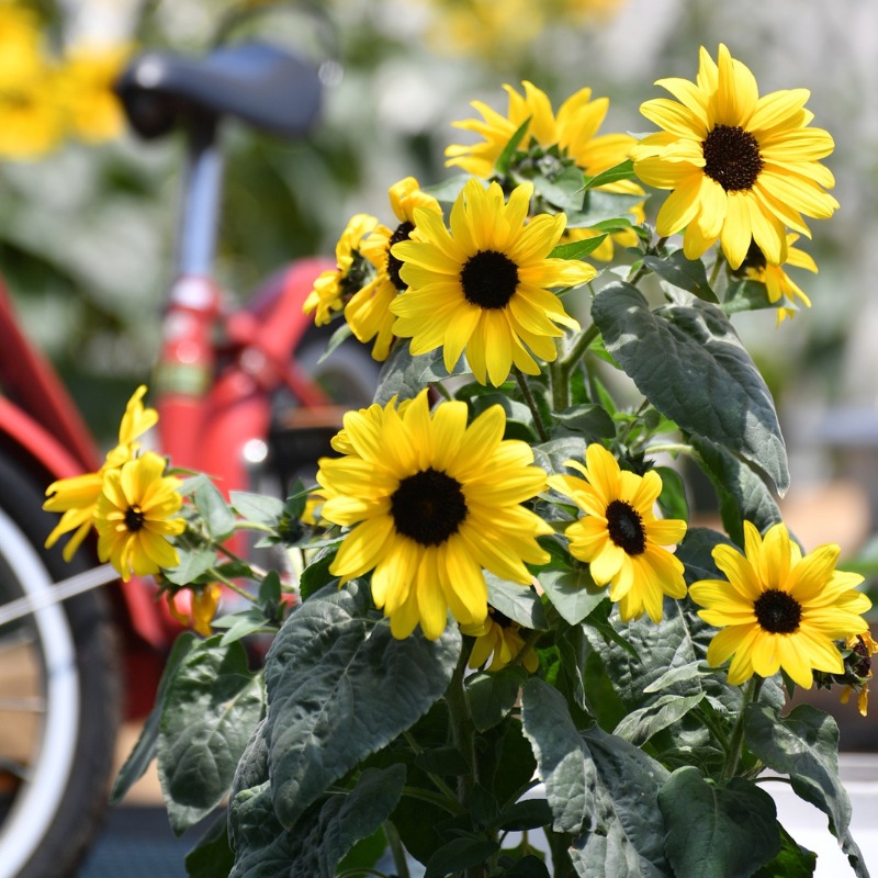 再再販【大特価売りわたす 4苗書き割り～】100輪開花 ひまわり サンフィニティ 3寸（9浪華節的 10.5浪華節的）ポット苗